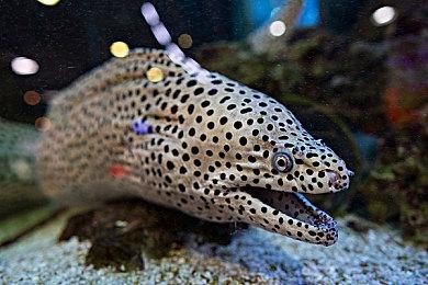 高尔夫游戏《PGA巡回赛2K》新作将于2025年推出