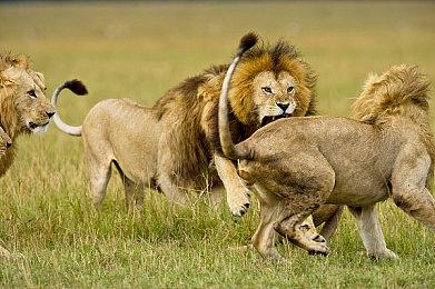 Frontwing ADV新作《GINKA》steam页面上线 支持简中